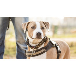 Sensory circuit for dogs