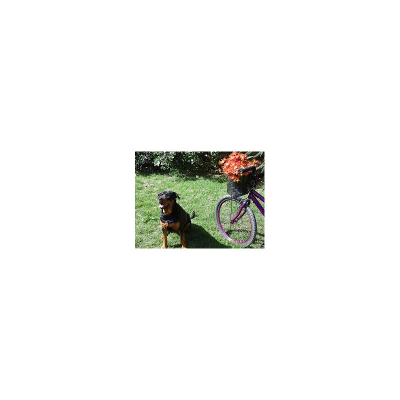 Bike + dog route