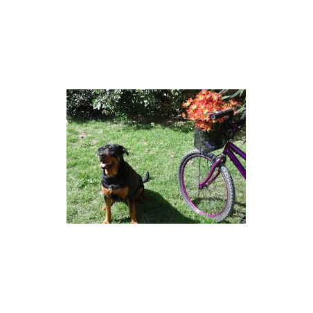 Bike + dog route