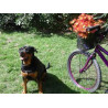 Bike + dog route